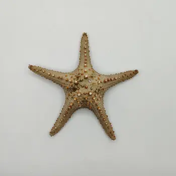22-25 cm Super Morska Zvijezda Vladar Smeđa Ukras Kućnih Vrtova Rekvizite Za snimanje Fotografija Akvarij Krajolik Dizajn